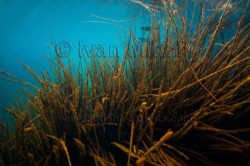 pictures to place behind aquariums